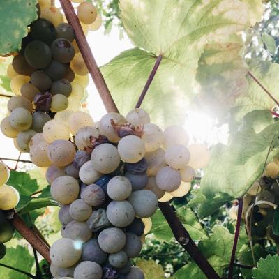Nho - Nguyên liệu chính cho những chai rươu vang